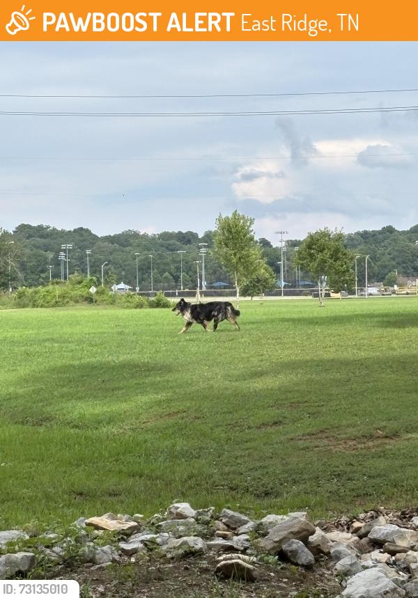Found/Stray Unknown Dog last seen near the creek side of the park, East Ridge, TN 37412