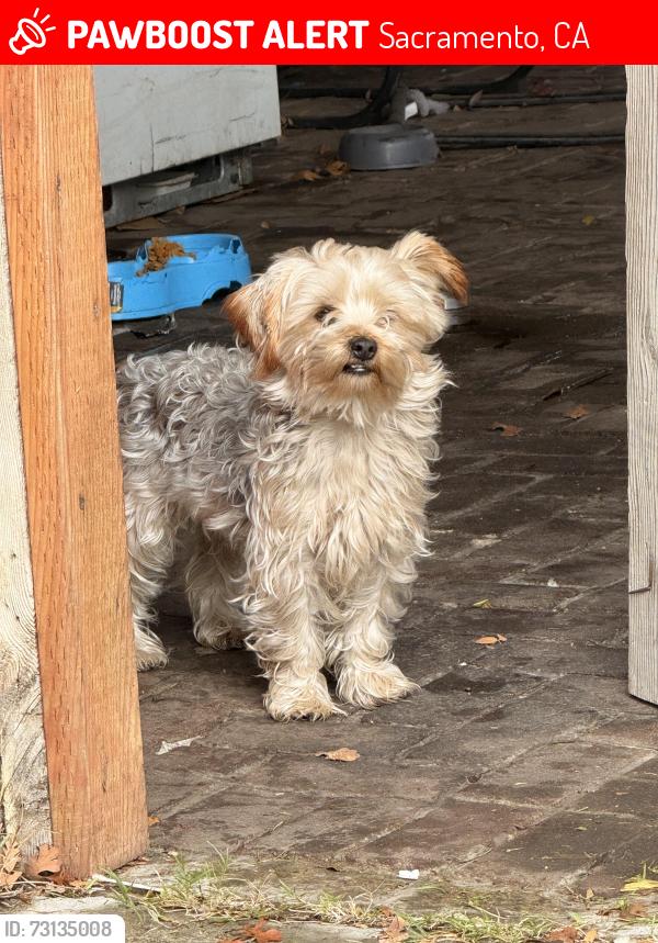 Lost Male Dog last seen Reenel way, Sacramento, CA 95832