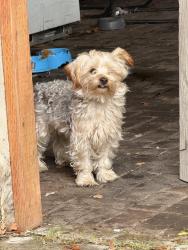 Lost Male Dog last seen Reenel way, Sacramento, CA 95832