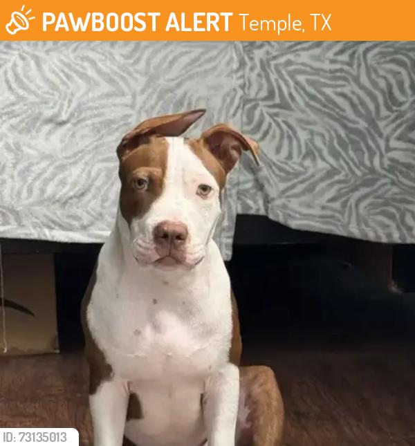 Found/Stray Male Dog last seen Temple Tx, Temple, TX 76501