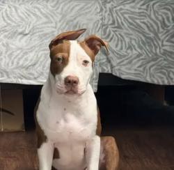 Found/Stray Male Dog last seen Temple Tx, Temple, TX 76501