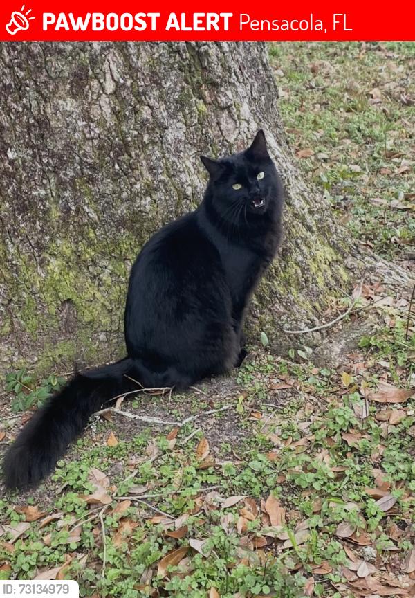 Lost Female Cat last seen Carlton rd dead end/Cove ave, Pensacola, FL 32534