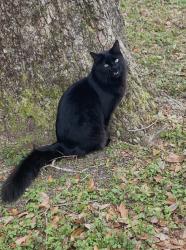 Lost Female Cat last seen Carlton rd dead end/Cove ave, Pensacola, FL 32534