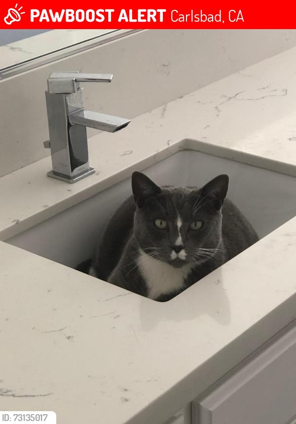 Lost Male Cat last seen Tamarack and Palisades Dr, Carlsbad, CA 92008