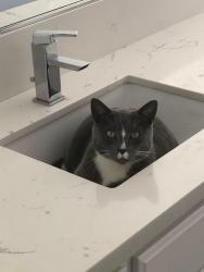 Lost Male Cat last seen Tamarack and Palisades Dr, Carlsbad, CA 92008