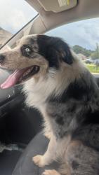 Found/Stray Male Dog last seen Cartwright St, Bryan TX, Bryan, TX 77803