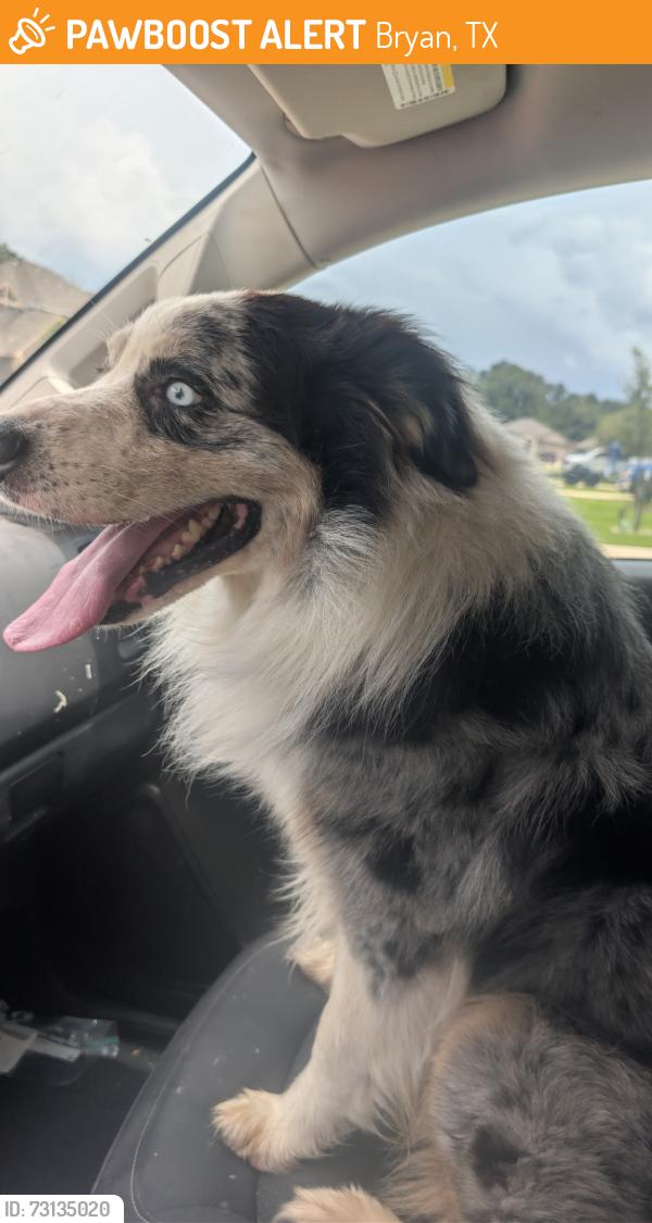 Found/Stray Male Dog last seen Cartwright St, Bryan TX, Bryan, TX 77803