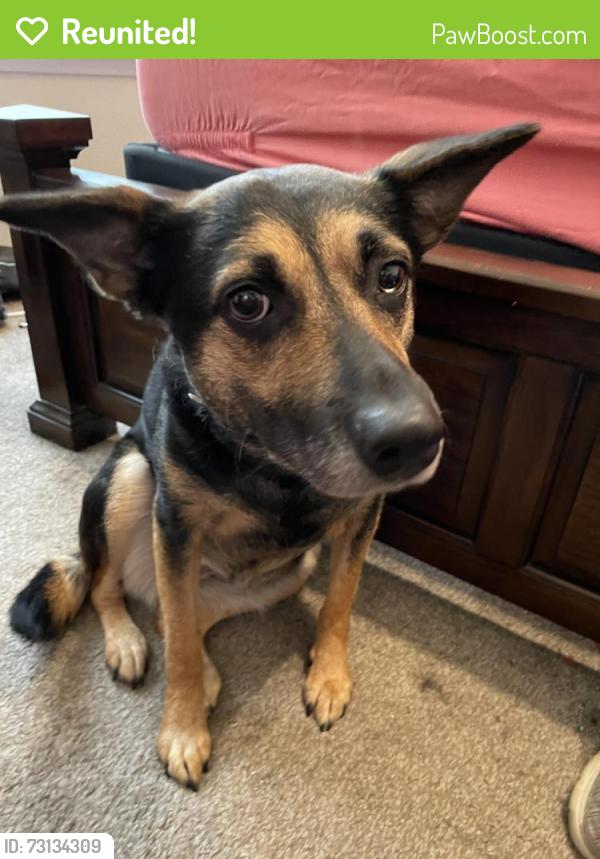 Reunited Female Dog last seen Walnut Creek, between Debbie Ln and Turner Warnell, Mansfield, TX 76063