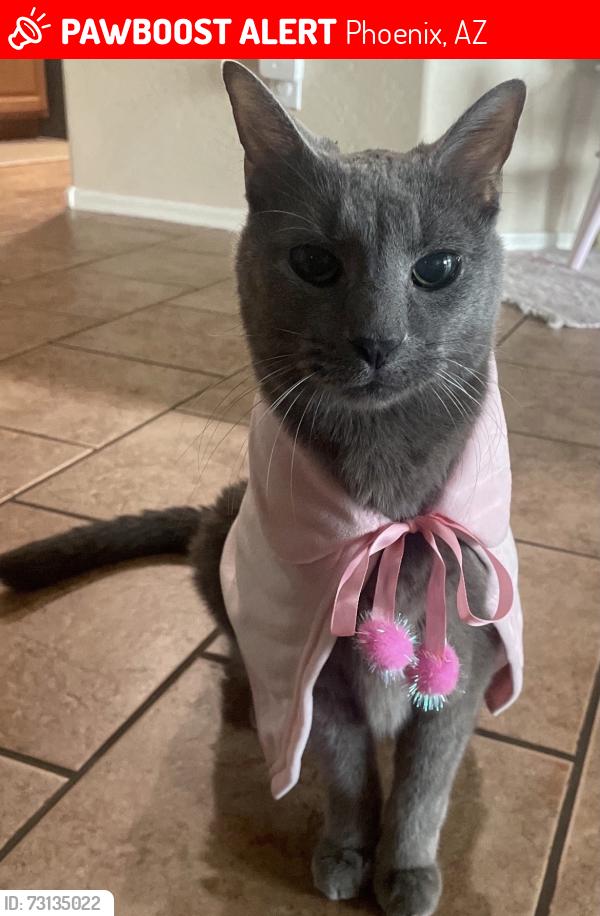 Lost Female Cat last seen Dobbins road, Phoenix, AZ 85339