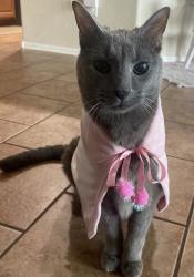 Lost Female Cat last seen Dobbins road, Phoenix, AZ 85339