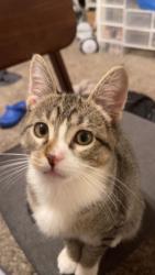 Lost Male Cat last seen Virginia st, El Segundo, CA 90245