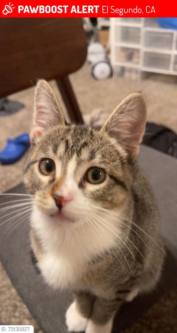 Lost Male Cat last seen Virginia st, El Segundo, CA 90245