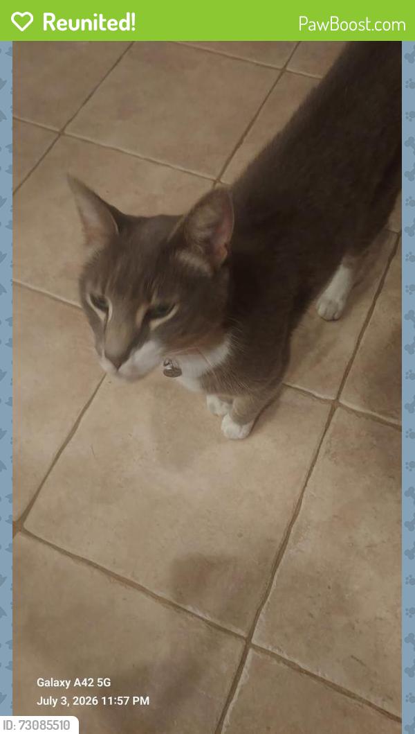 Reunited Male Cat last seen Victoria Drive and Collegeville Road, Skippack, PA 19426