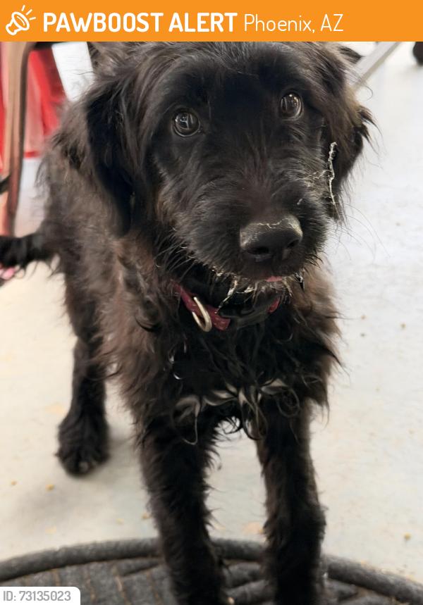 Found/Stray Female Dog last seen 54th st and Osborn, Phoenix, AZ 85018