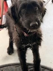 Found/Stray Female Dog last seen 54th st and Osborn, Phoenix, AZ 85018