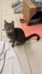 Found/Stray Female Cat last seen 27th & Biscayne, Miami, FL 33137