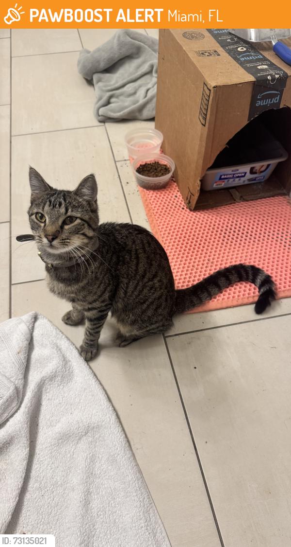 Found/Stray Female Cat last seen 27th & Biscayne, Miami, FL 33137