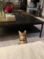 Reunited Male Cat last seen Near roseland avenue, Essex Fells, NJ 07021