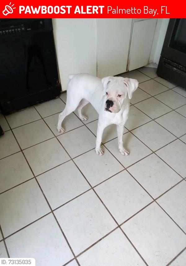 Lost Female Dog last seen Near, Palmetto Bay, FL 33176