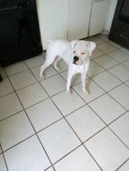 Lost Female Dog last seen Near, Palmetto Bay, FL 33176