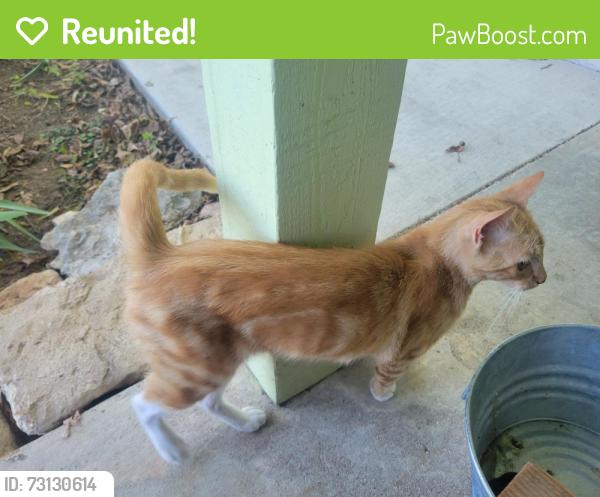 Reunited Male Cat last seen Meadowcreek, Round Rock, TX 78664