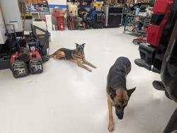 Found/Stray Male Dog last seen N. Houghton and Speedway, Tucson, AZ 85748