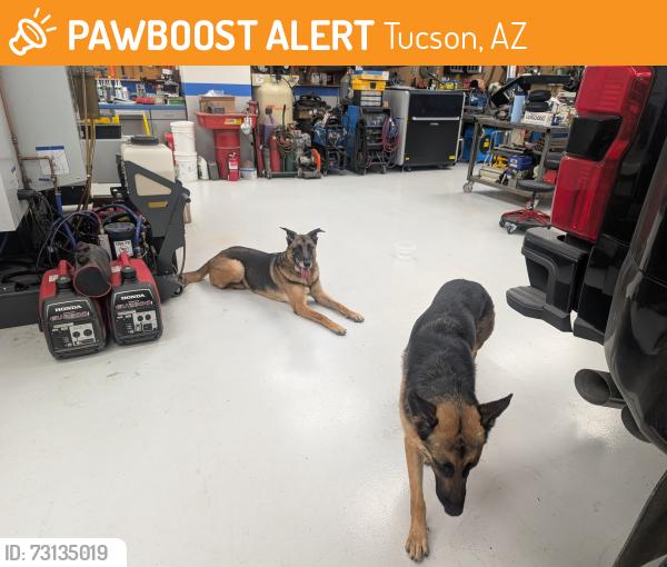Found/Stray Male Dog last seen N. Houghton and Speedway, Tucson, AZ 85748