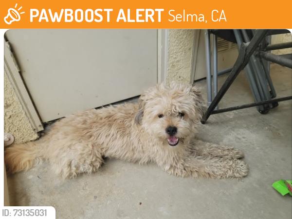 Found/Stray Male Dog last seen Whitson/Stillman, Selma, CA 93662