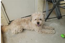 Found/Stray Male Dog last seen Whitson/Stillman, Selma, CA 93662