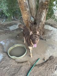 Reunited Male Dog last seen Lamb and Alexander, Las Vegas, NV 89115