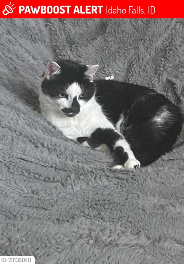 Lost Female Cat last seen Sandcreek Subdivision next to Sandcreek Golf Course, Idaho Falls, ID 83404