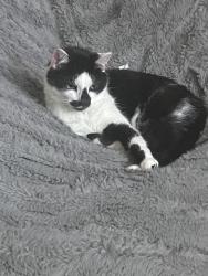 Lost Female Cat last seen Sandcreek Subdivision next to Sandcreek Golf Course, Idaho Falls, ID 83404