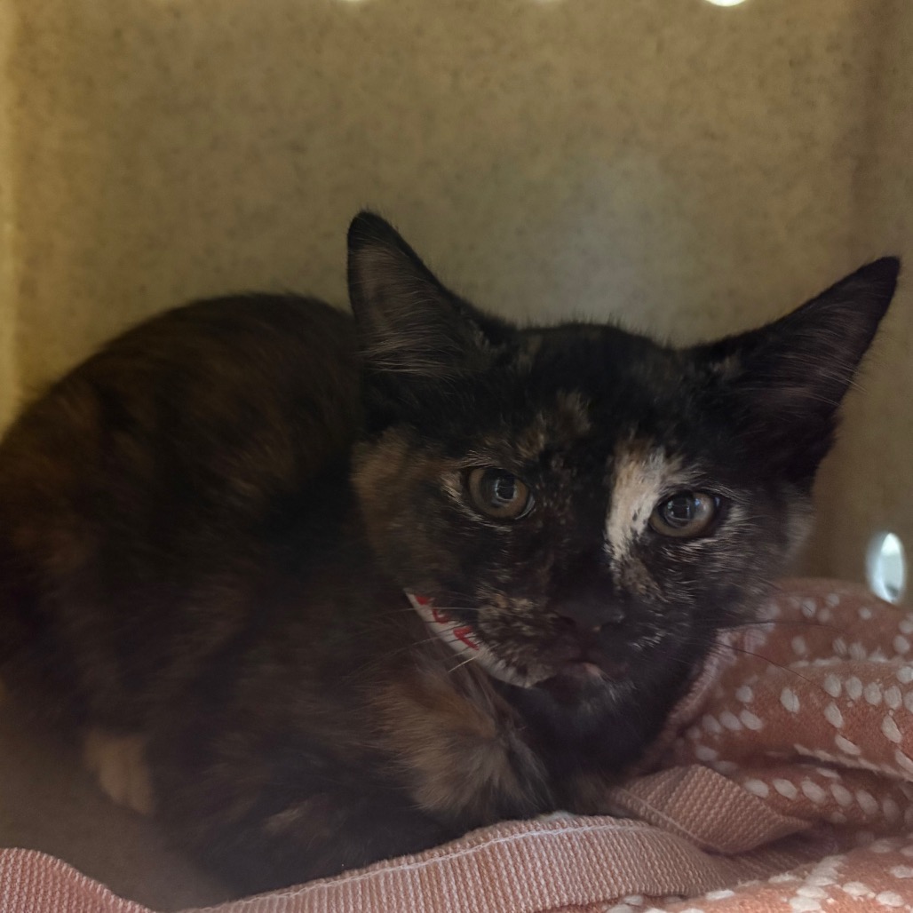 Shelter Stray Female Cat last seen , 361 S Raymond Ave, Pasadena, CA 91105, USA