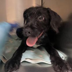 Shelter Stray Male Dog last seen , 361 S Raymond Ave, Pasadena, CA 91105, USA