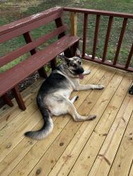 Found/Stray Male Dog last seen Mebane Oaks Rd, between Jones and Oak Grove Church, Mebane, NC 27302