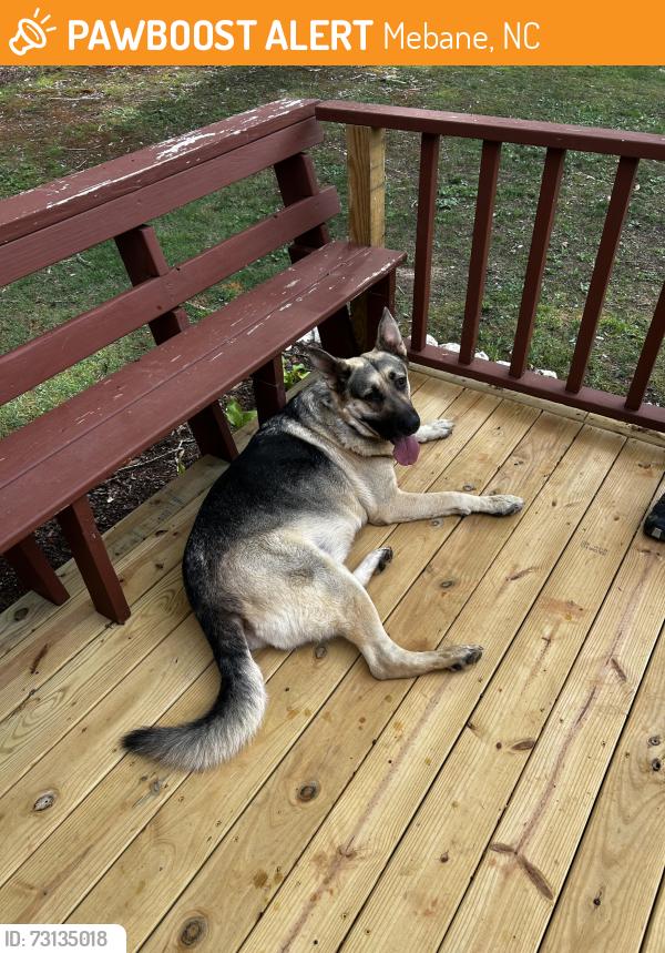 Found/Stray Male Dog last seen Mebane Oaks Rd, between Jones and Oak Grove Church, Mebane, NC 27302