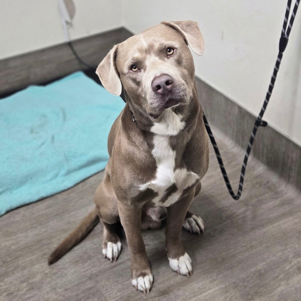 Shelter Stray Male Dog last seen , 361 S Raymond Ave, Pasadena, CA 91105, USA