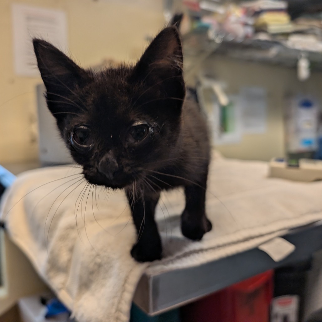 Shelter Stray Female Cat last seen , 361 S Raymond Ave, Pasadena, CA 91105, USA