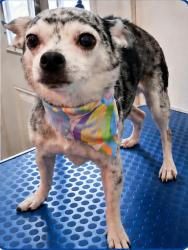 Lost Female Dog last seen Near Cochran Hwy, Hawkinsville, GA, Hawkinsville, GA 31036