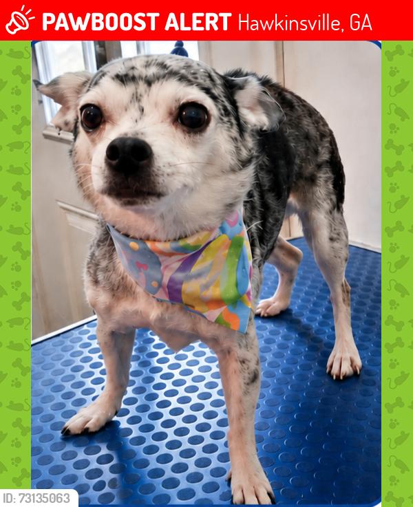 Lost Female Dog last seen Near Cochran Hwy, Hawkinsville, GA, Hawkinsville, GA 31036