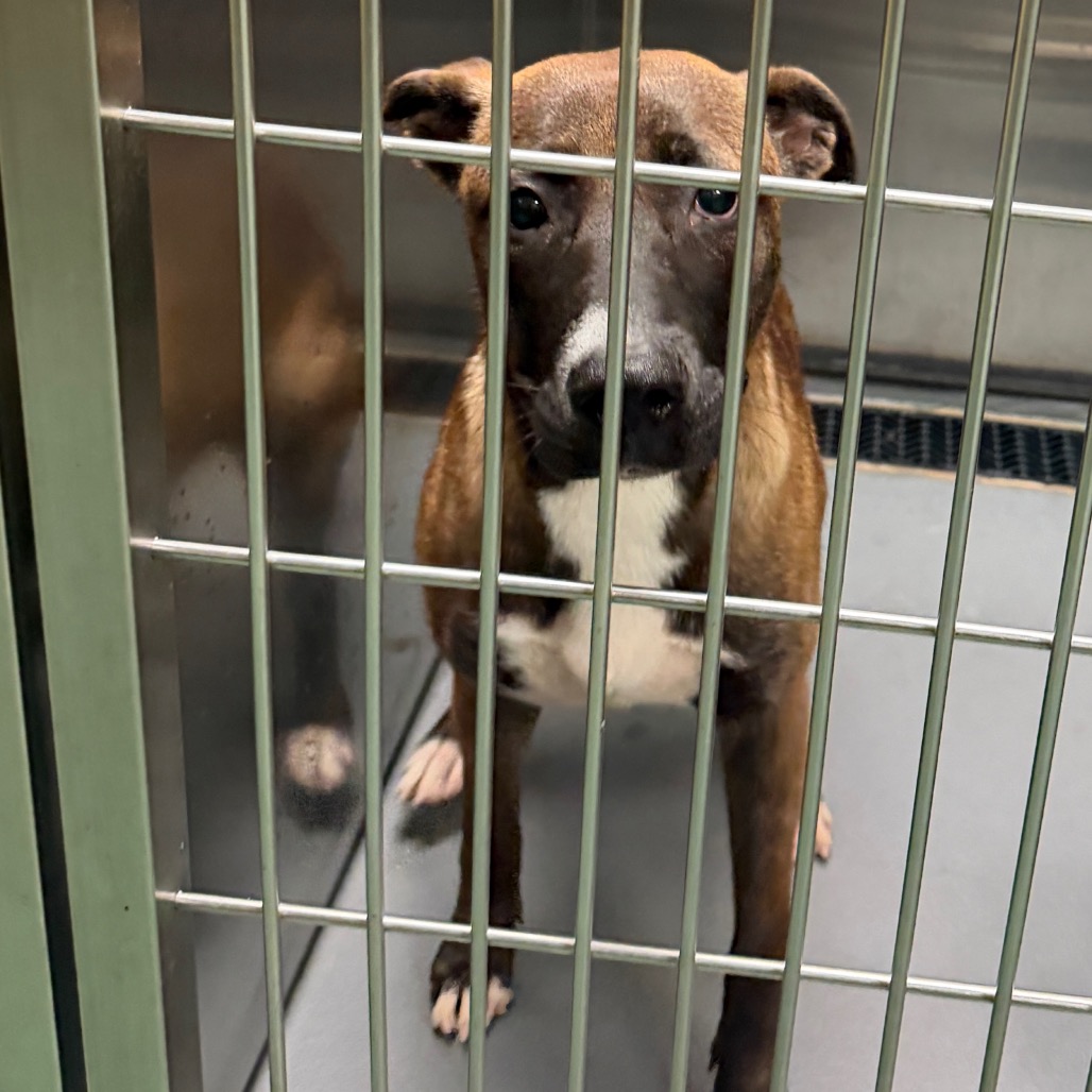 Shelter Stray Female Dog last seen , 2350 Appling City Cove, Memphis, TN 38133, USA