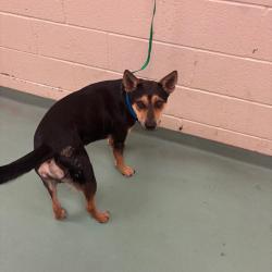 Shelter Stray Male Dog last seen , 2350 Appling City Cove, Memphis, TN 38133, USA