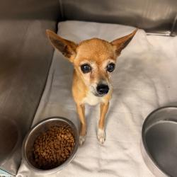 Shelter Stray Female Dog last seen , 2350 Appling City Cove, Memphis, TN 38133, USA