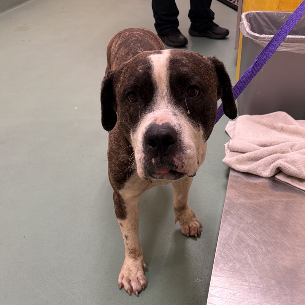 Shelter Stray Male Dog last seen , 2350 Appling City Cove, Memphis, TN 38133, USA