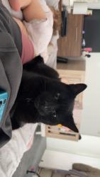 Lost Male Cat last seen On Southwell road he escaped when I opened my front door, Southwell, England 