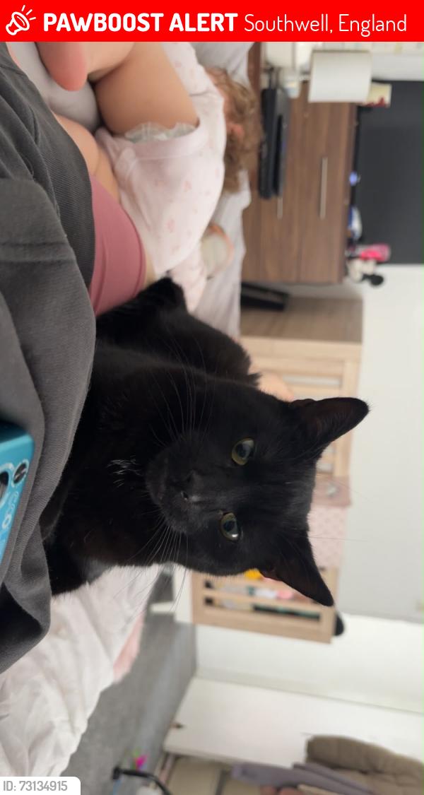 Lost Male Cat last seen On Southwell road he escaped when I opened my front door, Southwell, England 