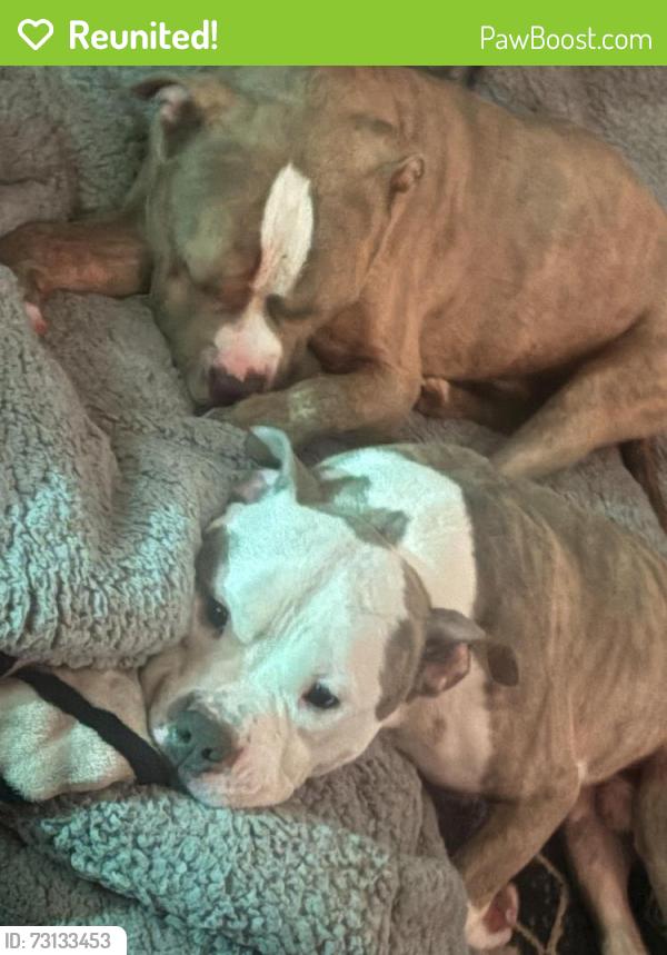 Reunited Male Dog last seen Charles Hillcrest area, Rockford, IL 61108