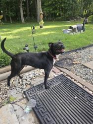 Found/Stray Male Dog last seen Bobo rd, Dallas, GA 30132