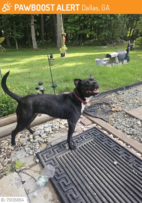Found/Stray Male Dog last seen Bobo rd, Dallas, GA 30132