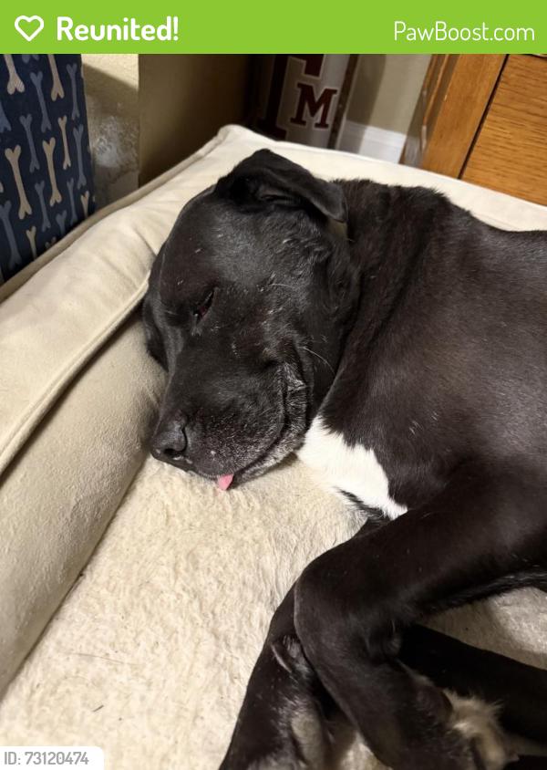 Reunited Male Dog last seen Masters Rd and Uzzell Rd, Manvel, TX 77578